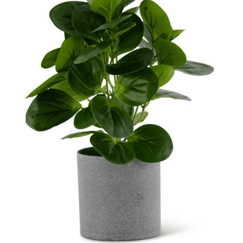 13" Watercress Accent Plant - Ruffled Feather