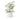 11" Lambs Ear in White Ribbed Ceramic Pot - Ruffled Feather