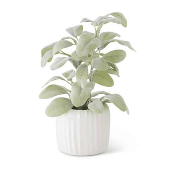 11" Lambs Ear in White Ribbed Ceramic Pot - Ruffled Feather