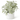 13" Lambs Ear in White Ribbed Ceramic Pot - Ruffled Feather