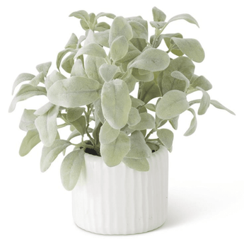 13" Lambs Ear in White Ribbed Ceramic Pot - Ruffled Feather
