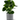 13" Watercress Accent Plant - Ruffled Feather