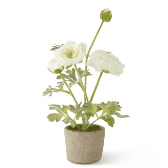 14.75" White Ranunculus in Clay Pot - Ruffled Feather