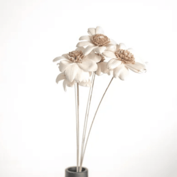 18" Dried White Daisy Flower - Ruffled Feather