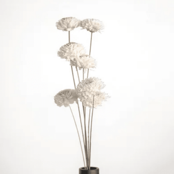 18" Dried White Zinnia Flower - Ruffled Feather