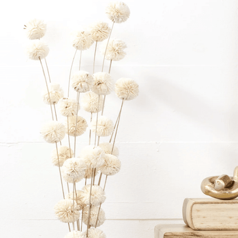 34" Dried White Kadam Flower - Ruffled Feather