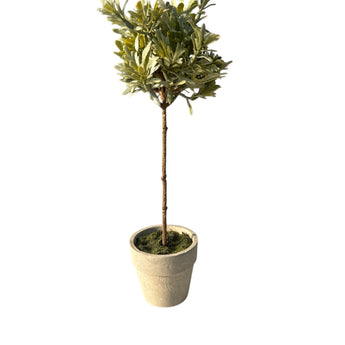 Thyme Potted Topiary