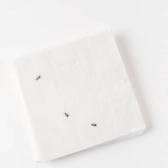 Bee/Ant Paper Napkin 20pk, 6.5" Square - Ruffled Feather