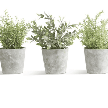 Herb Plant in Cement Pots - Assortment of 3 - Ruffled Feather