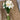 Daffodil Bundle (7 Stems)
