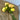 Peony Bundle (7 Stems)